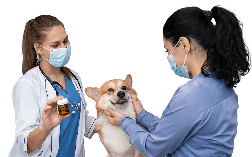 Veterinarians consulting a dog